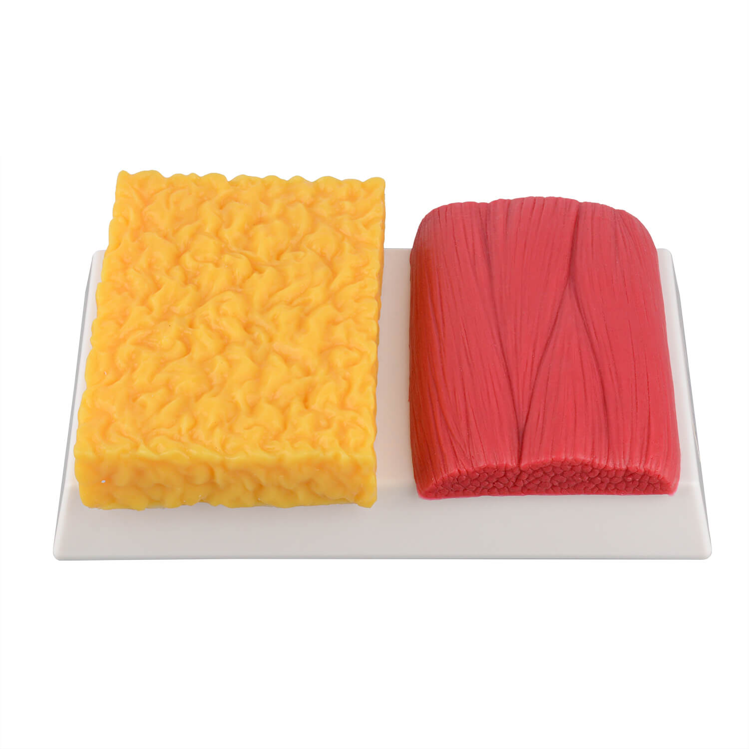 Ultrassist 1lb Body Fat and Muscle Replica for Nutritionist, Athlete
