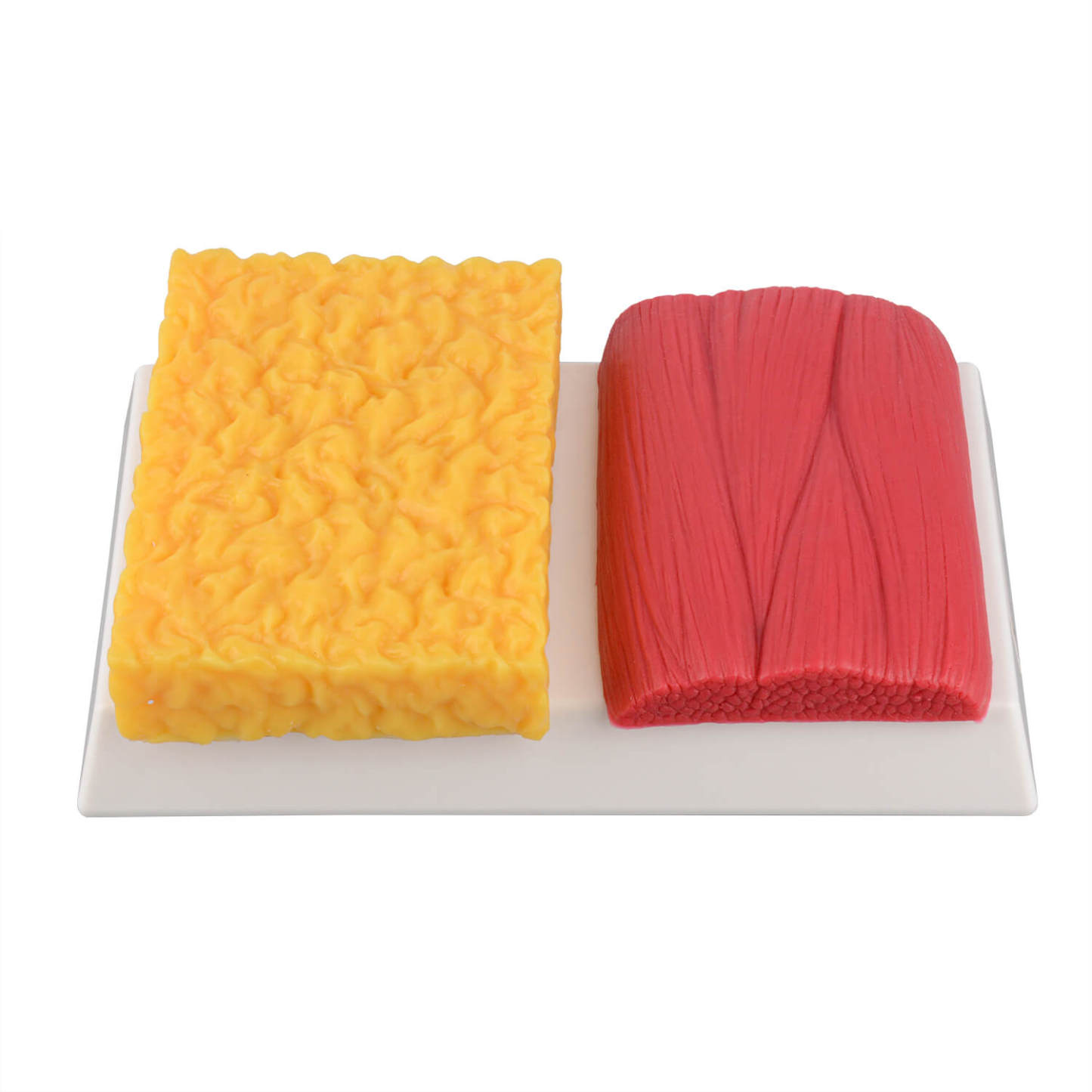 Ultrassist 1lb Body Fat and Muscle Replica for Nutritionist, Athlete