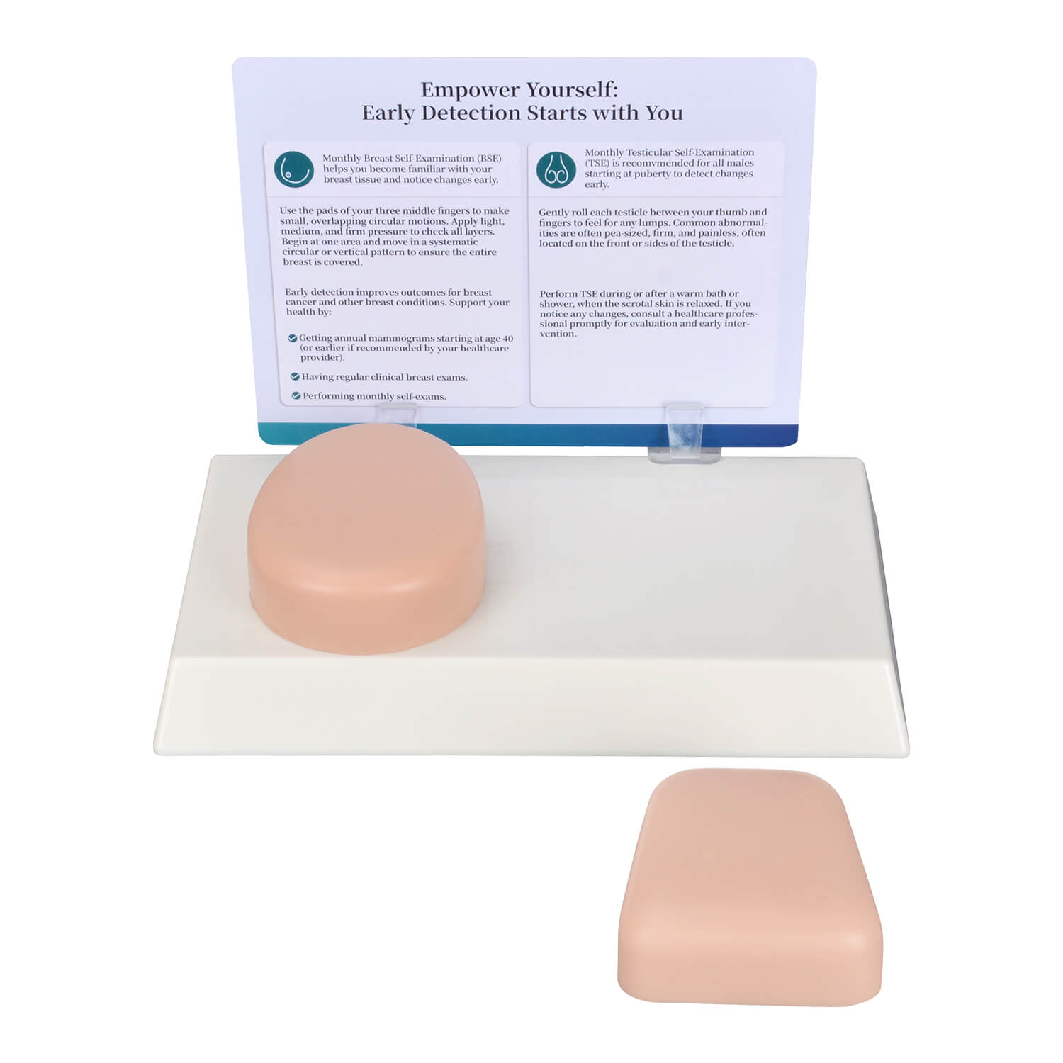 Nonsexual BSE & TSE Self-Examination Teaching Model