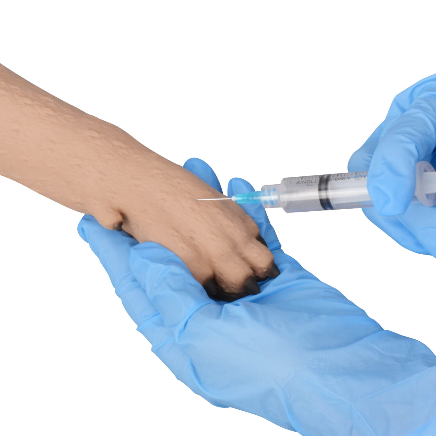 Canine Forelimb Cephalic Vein IV Injection Training Kit