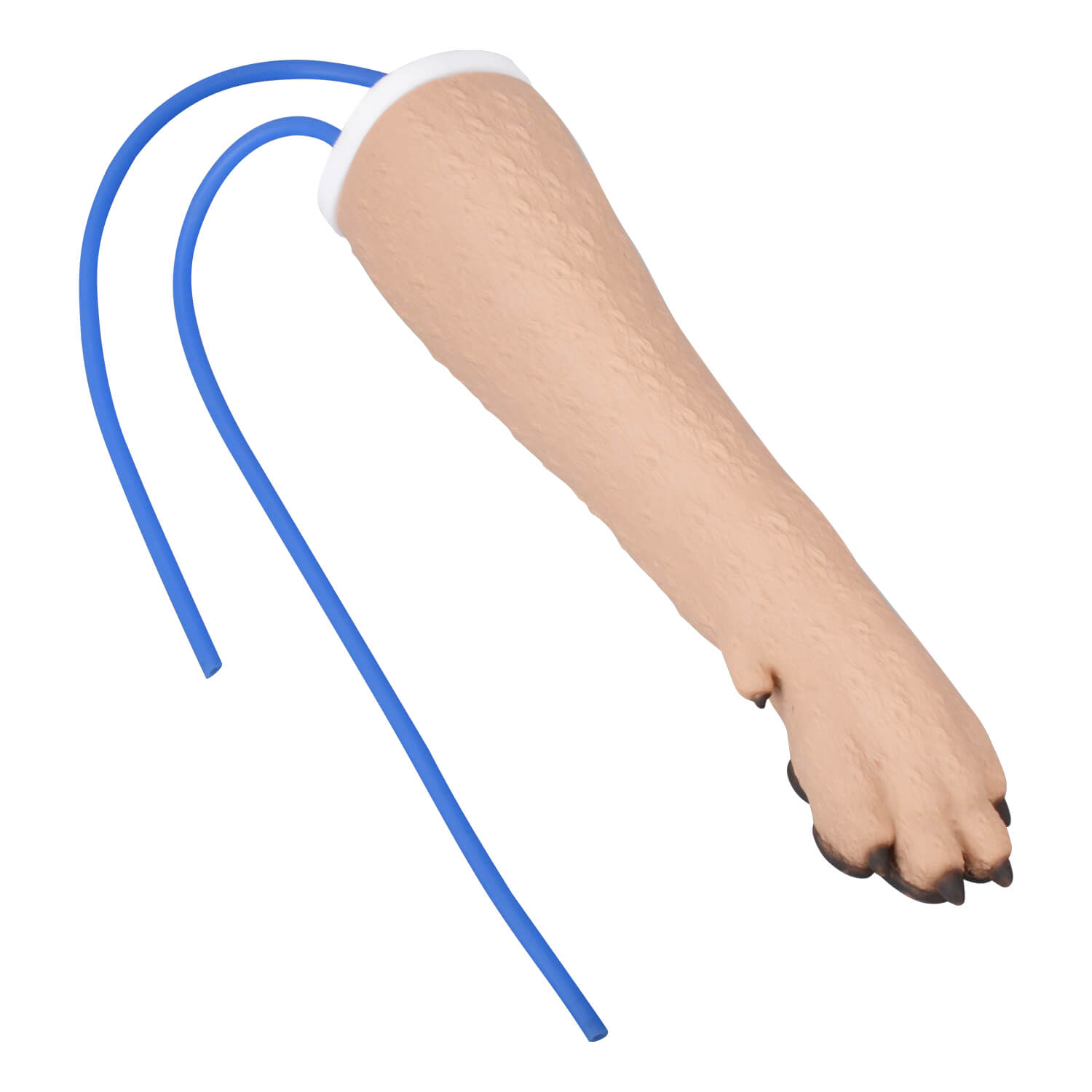 Canine Forelimb Cephalic Vein IV Injection Training Kit