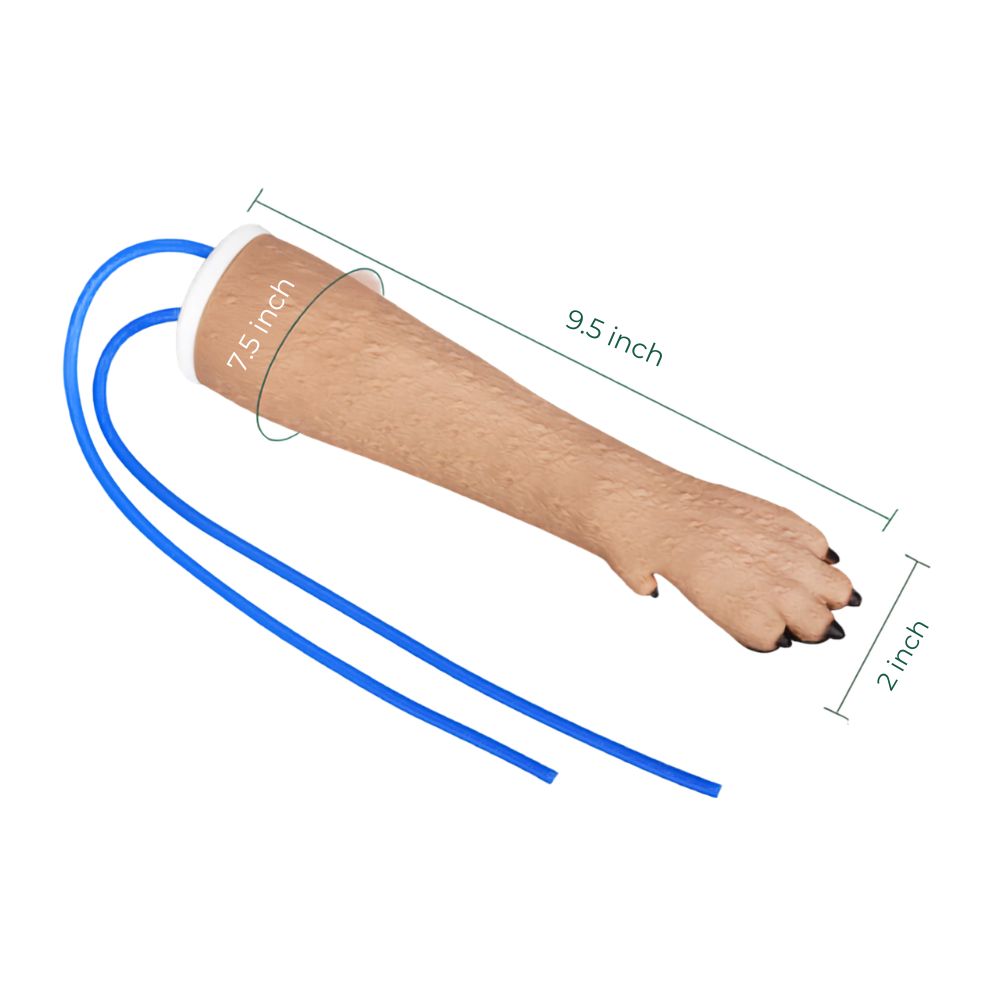 Canine Forelimb Cephalic Vein IV Injection Training Kit