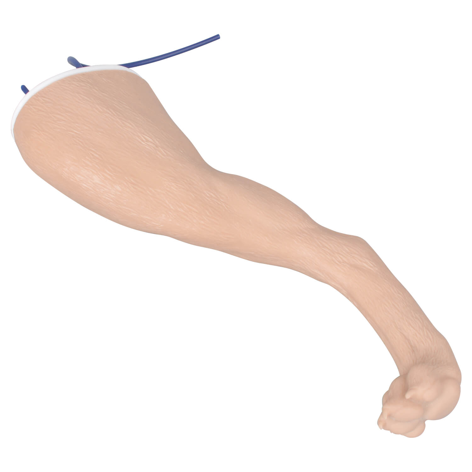 Canine Hind Limb Saphenous Vein IV Catheterization Training Kit