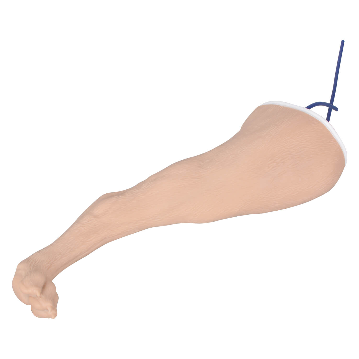 Canine Hind Limb Saphenous Vein IV Catheterization Training Kit