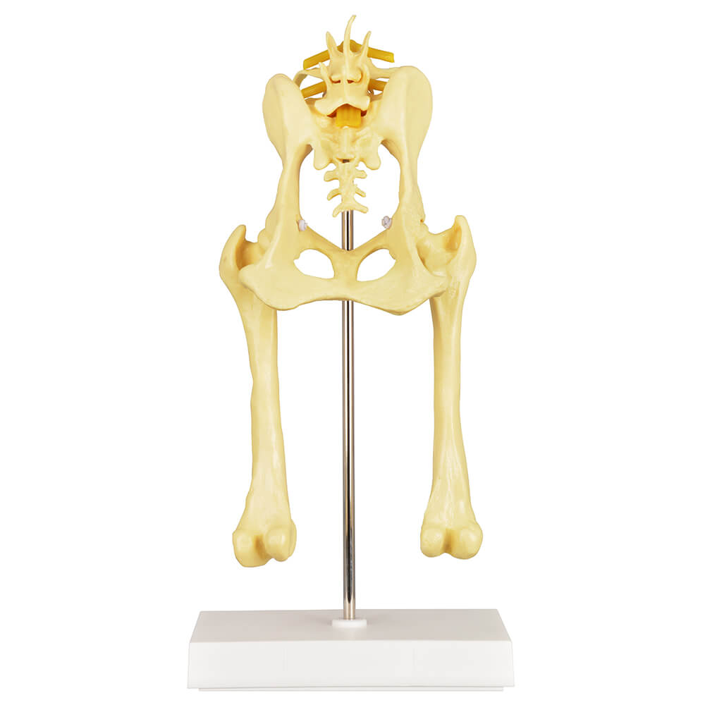 Canine Pathological Hip Joint Skeleton Model