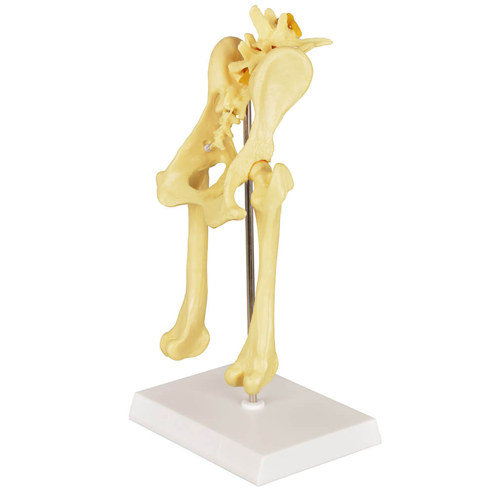 Canine Pathological Hip Joint Skeleton Model