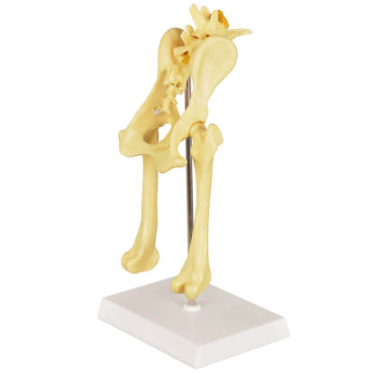 Canine Pathological Hip Joint Skeleton Model