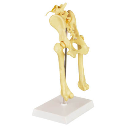 Canine Pathological Hip Joint Skeleton Model