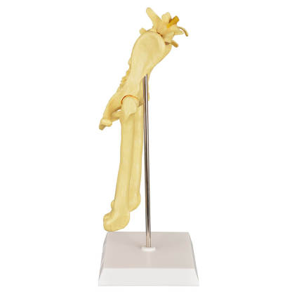 Canine Pathological Hip Joint Skeleton Model