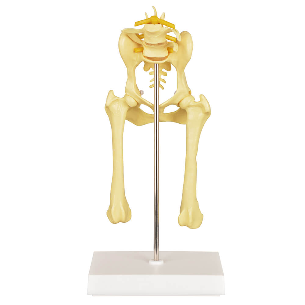 Canine Pathological Hip Joint Skeleton Model