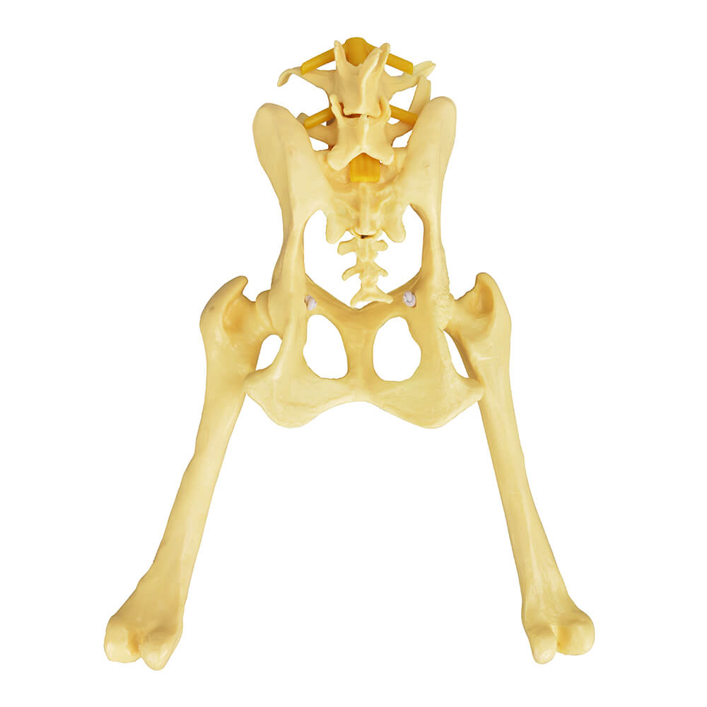 Canine Pathological Hip Joint Skeleton Model