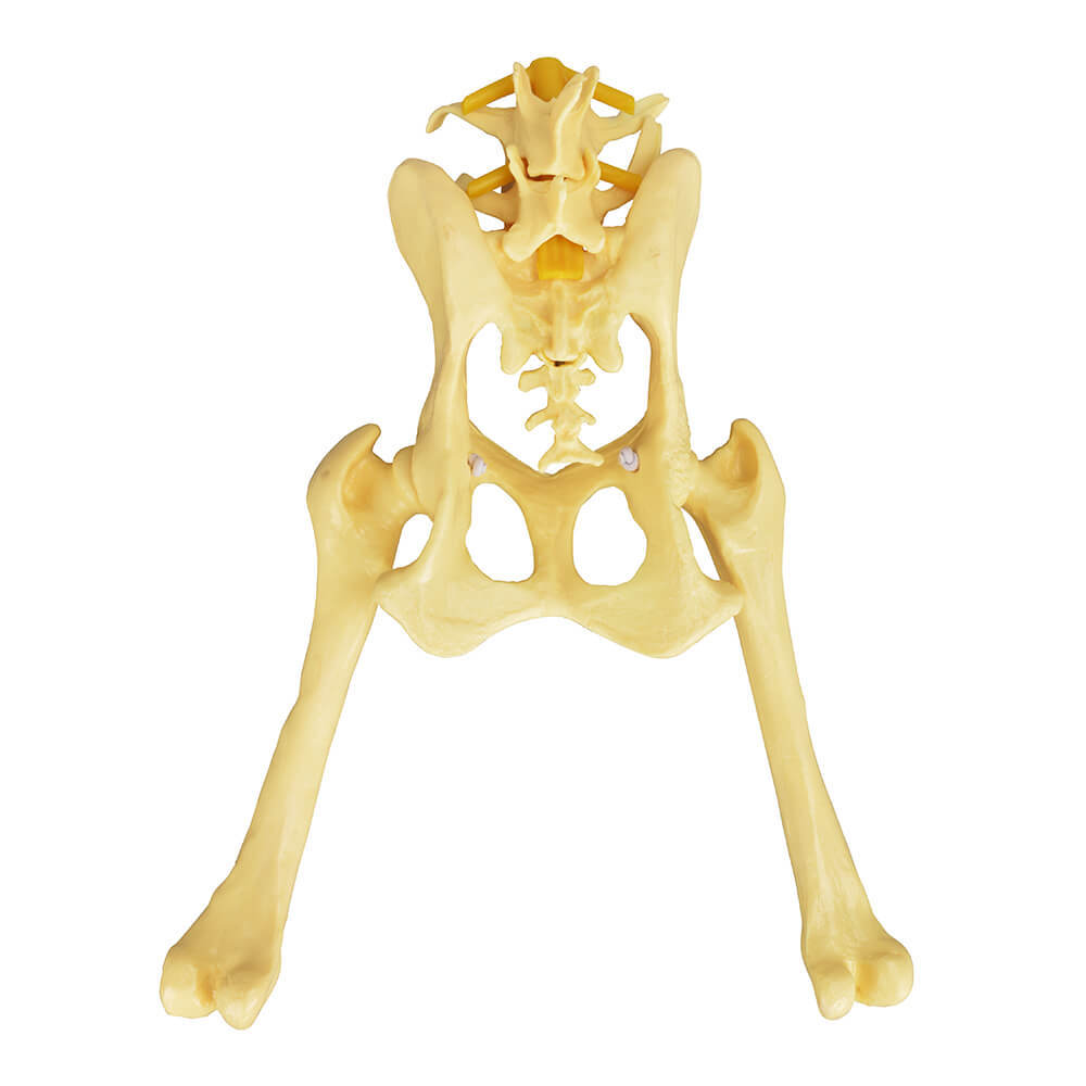 Canine Pathological Hip Joint Skeleton Model