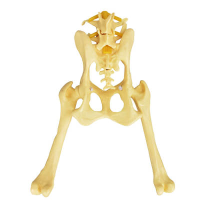 Canine Pathological Hip Joint Skeleton Model