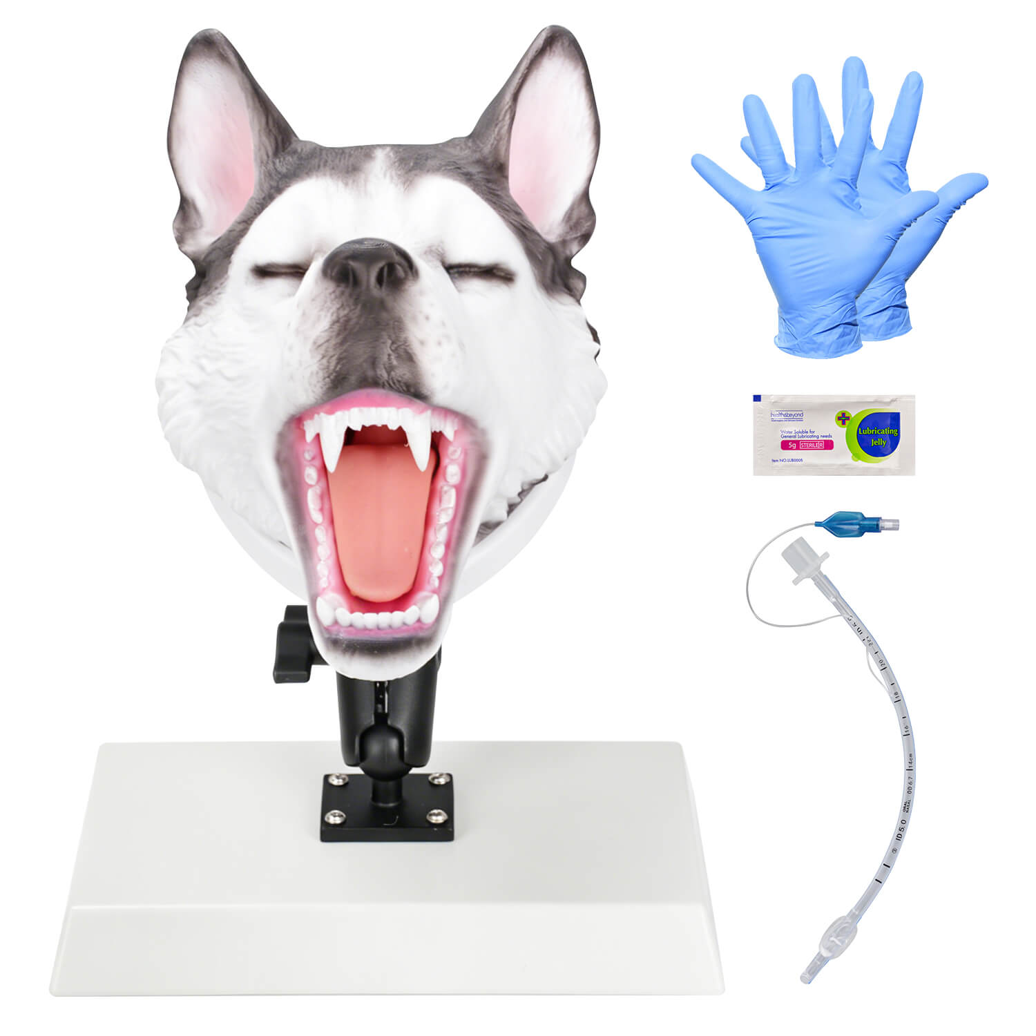 Canine Intubation Simulator