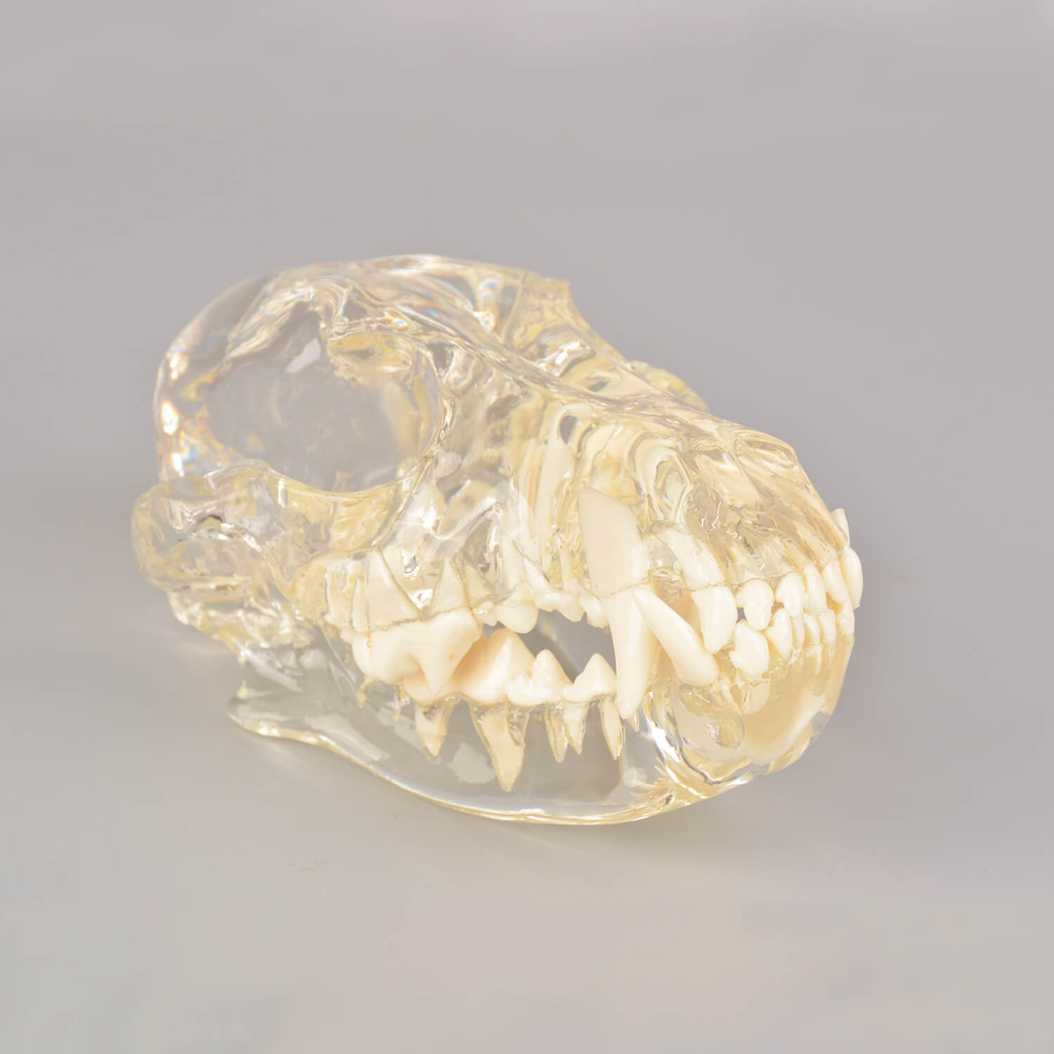 Ultrassist Canine Skull Dentoform Dental Model w/ Radiopaque Teeth