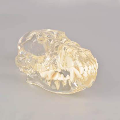 Ultrassist Canine Skull Dentoform Dental Model w/ Radiopaque Teeth