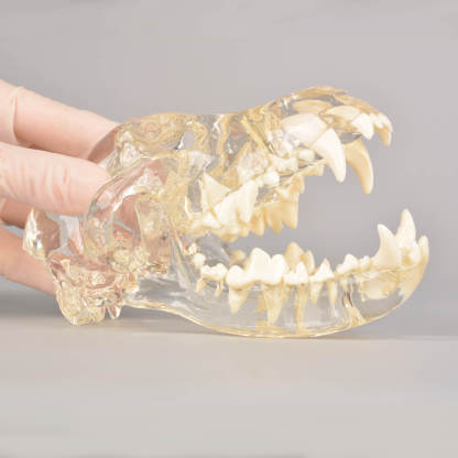 Ultrassist Canine Skull Dentoform Dental Model w/ Radiopaque Teeth