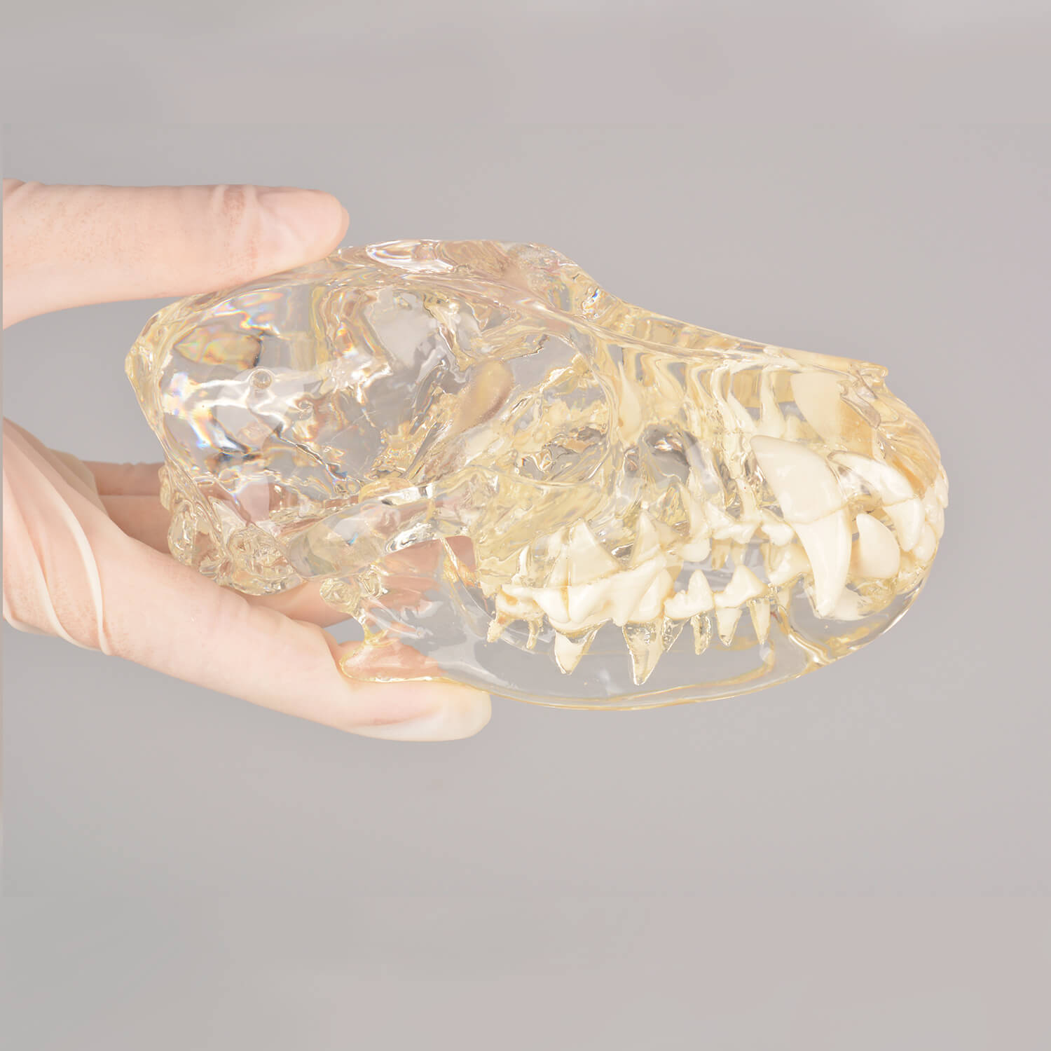 Ultrassist Canine Skull Dentoform Dental Model w/ Radiopaque Teeth