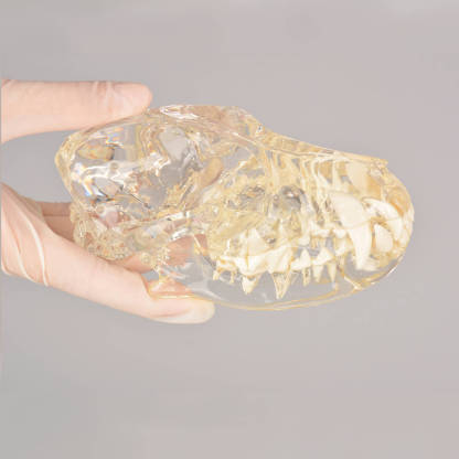 Ultrassist Canine Skull Dentoform Dental Model w/ Radiopaque Teeth