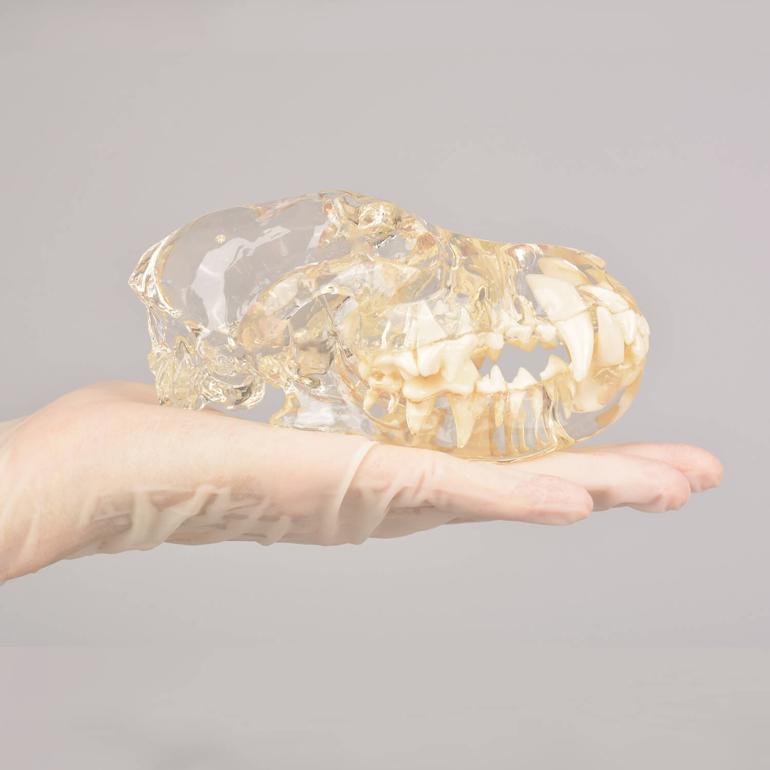 Ultrassist Canine Skull Dentoform Dental Model w/ Radiopaque Teeth