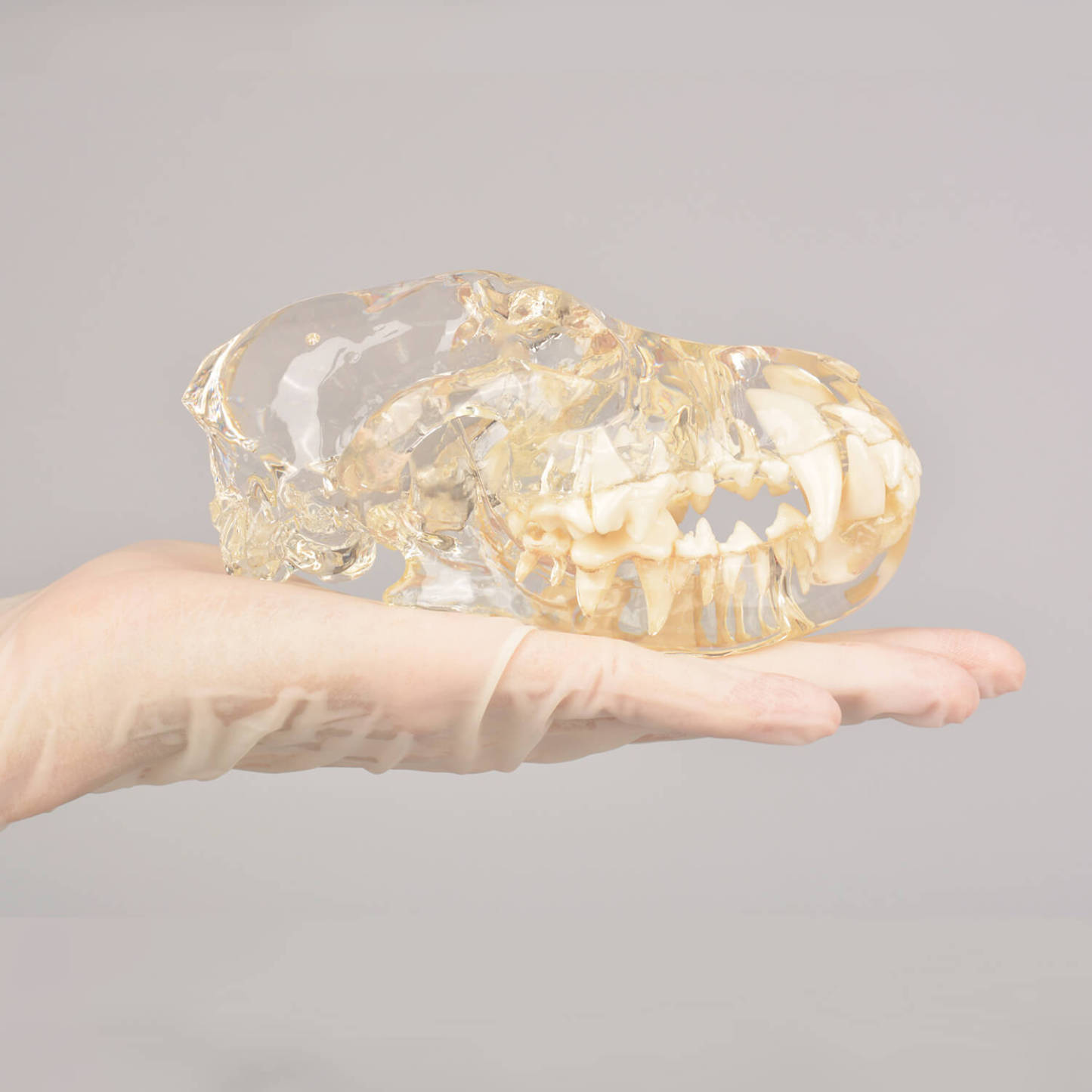 Ultrassist Canine Skull Dentoform Dental Model w/ Radiopaque Teeth