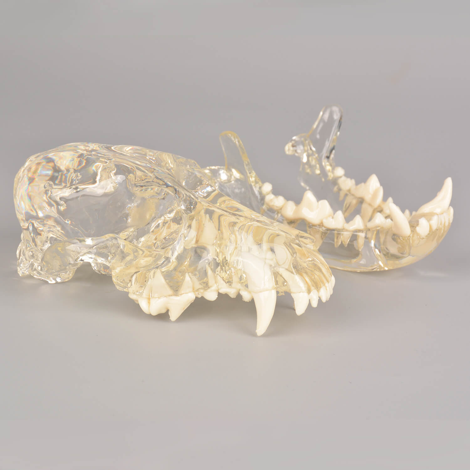 Ultrassist Canine Skull Dentoform Dental Model w/ Radiopaque Teeth