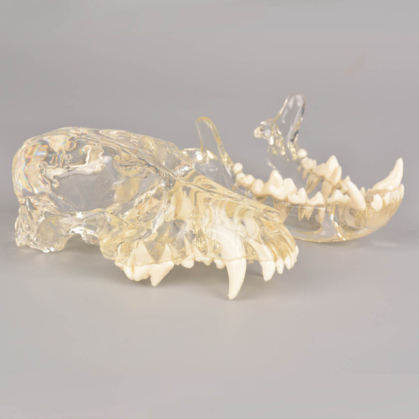 Ultrassist Canine Skull Dentoform Dental Model w/ Radiopaque Teeth