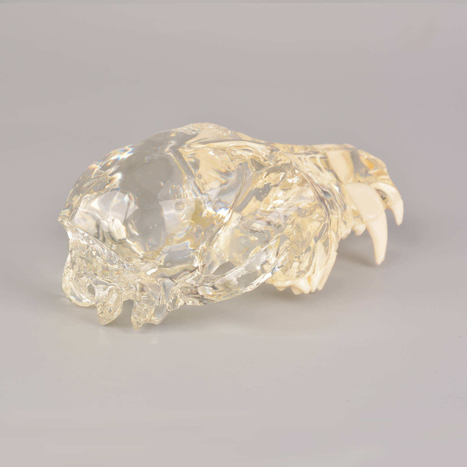 Ultrassist Canine Skull Dentoform Dental Model w/ Radiopaque Teeth