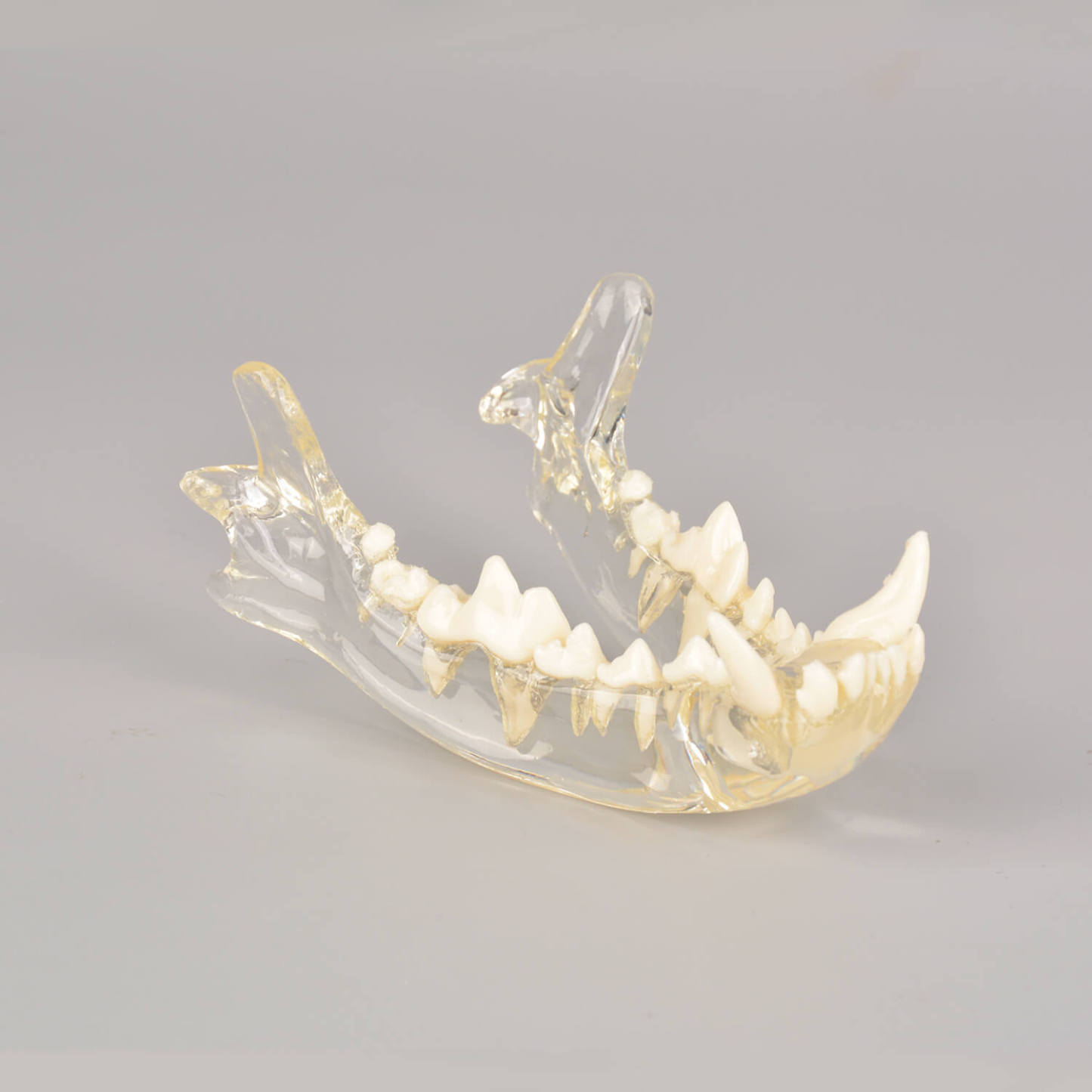 Ultrassist Canine Skull Dentoform Dental Model w/ Radiopaque Teeth