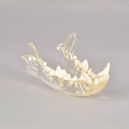 Ultrassist Canine Skull Dentoform Dental Model w/ Radiopaque Teeth