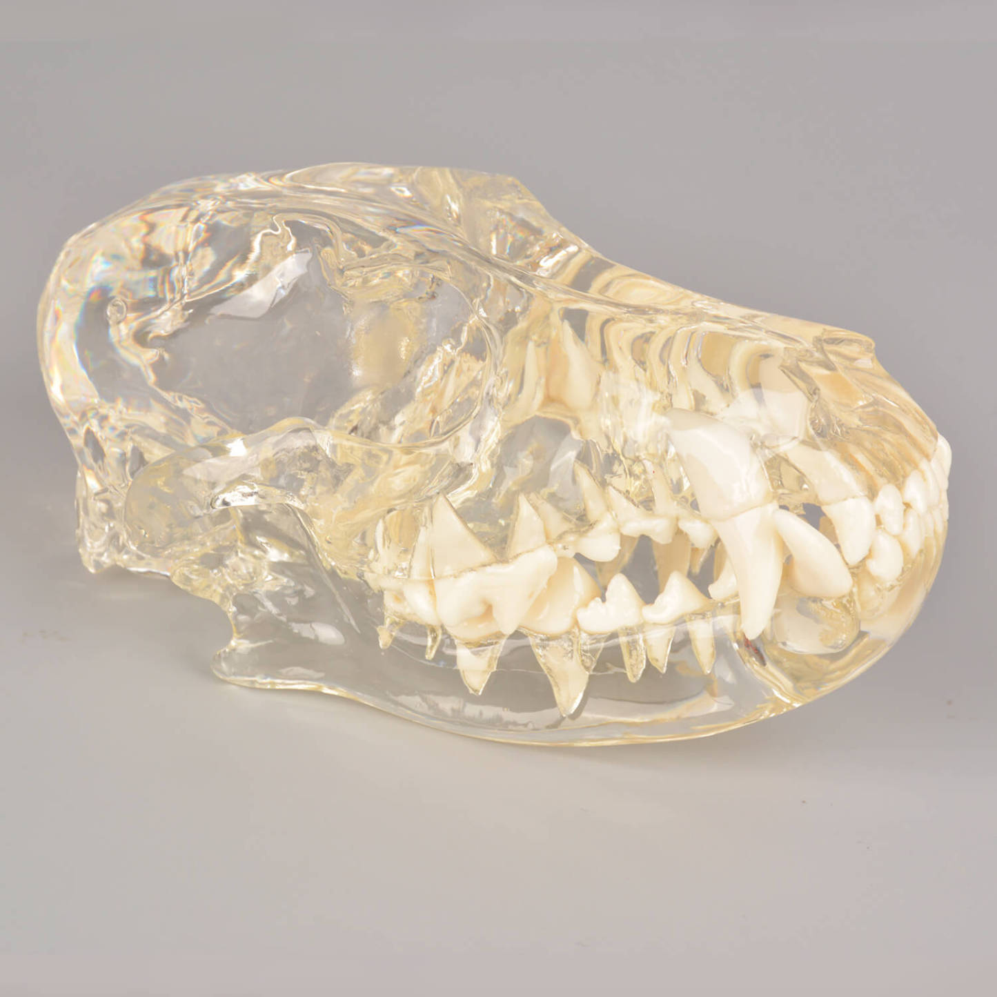 Ultrassist Canine Skull Dentoform Dental Model w/ Radiopaque Teeth