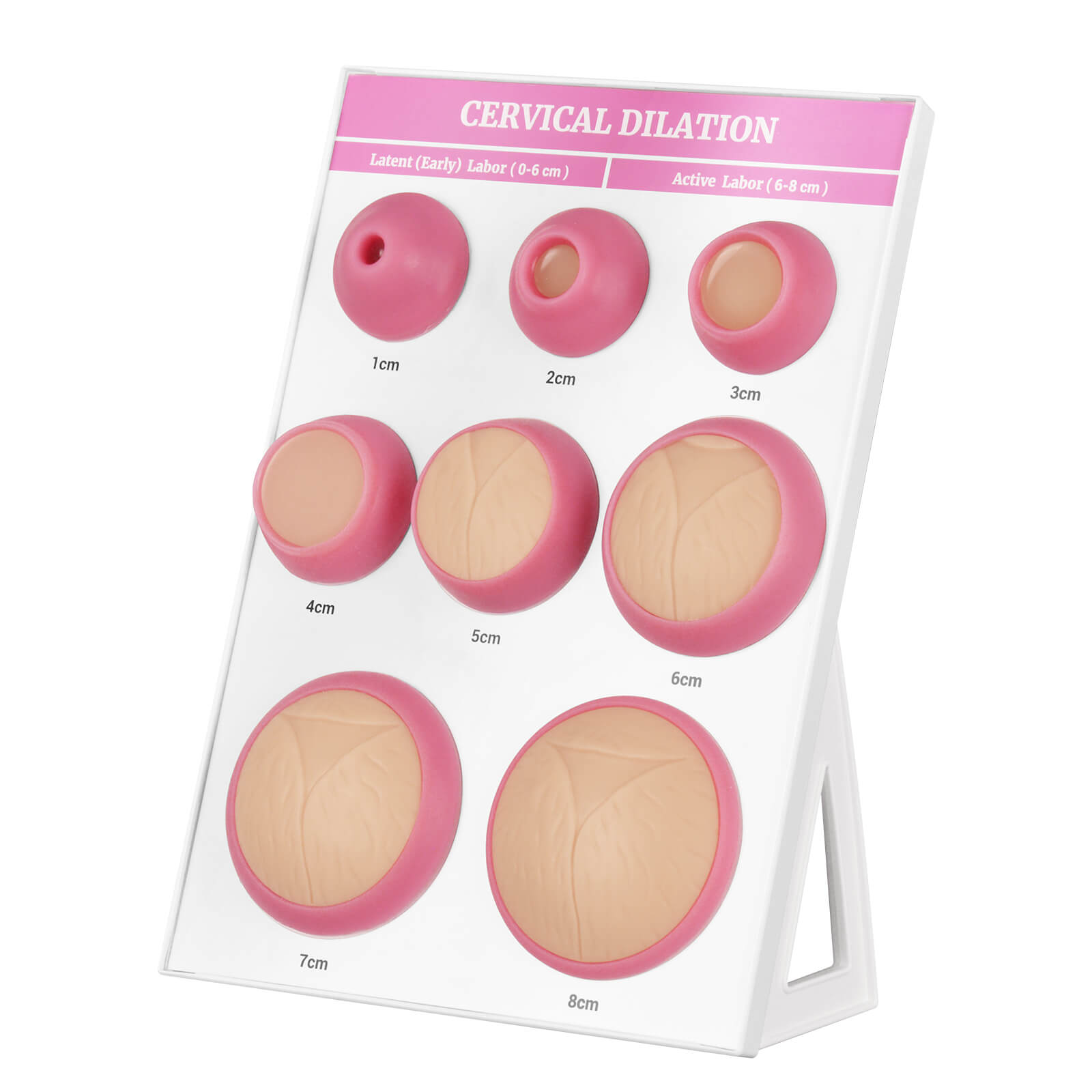 Cervical Dilation Model Set (1–8 cm)
