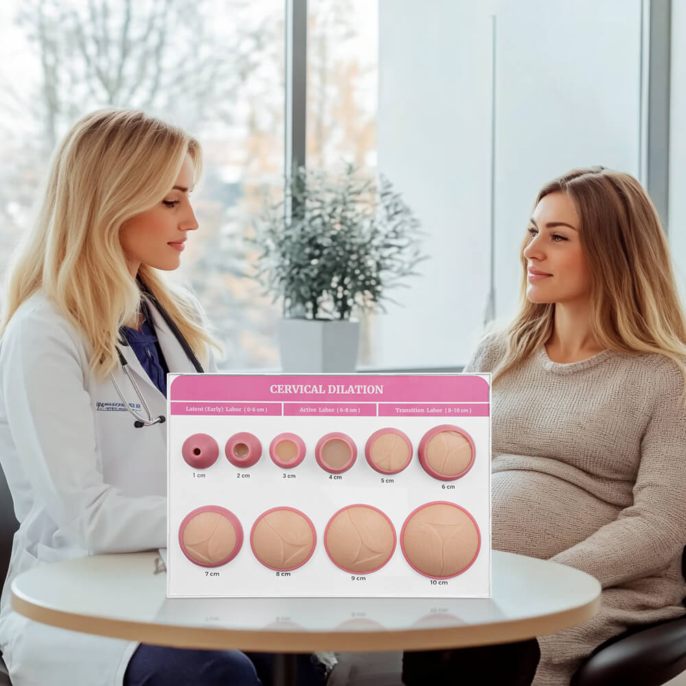 Cervical Dilatation and Effacement Models(10) with Easel Board Display