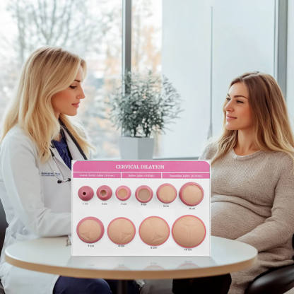 Cervical Dilatation and Effacement Models(10) with Easel Board Display