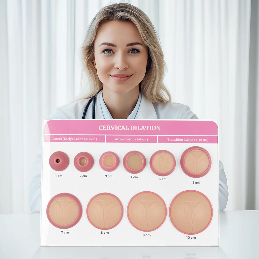 Cervical Dilatation and Effacement Models(10) with Easel Board Display