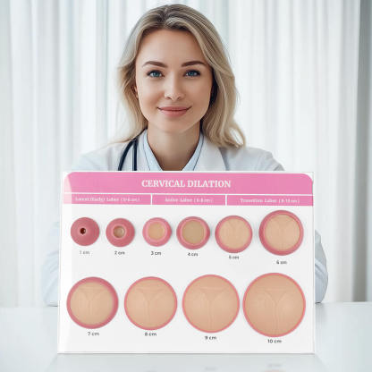 Cervical Dilatation and Effacement Models(10) with Easel Board Display