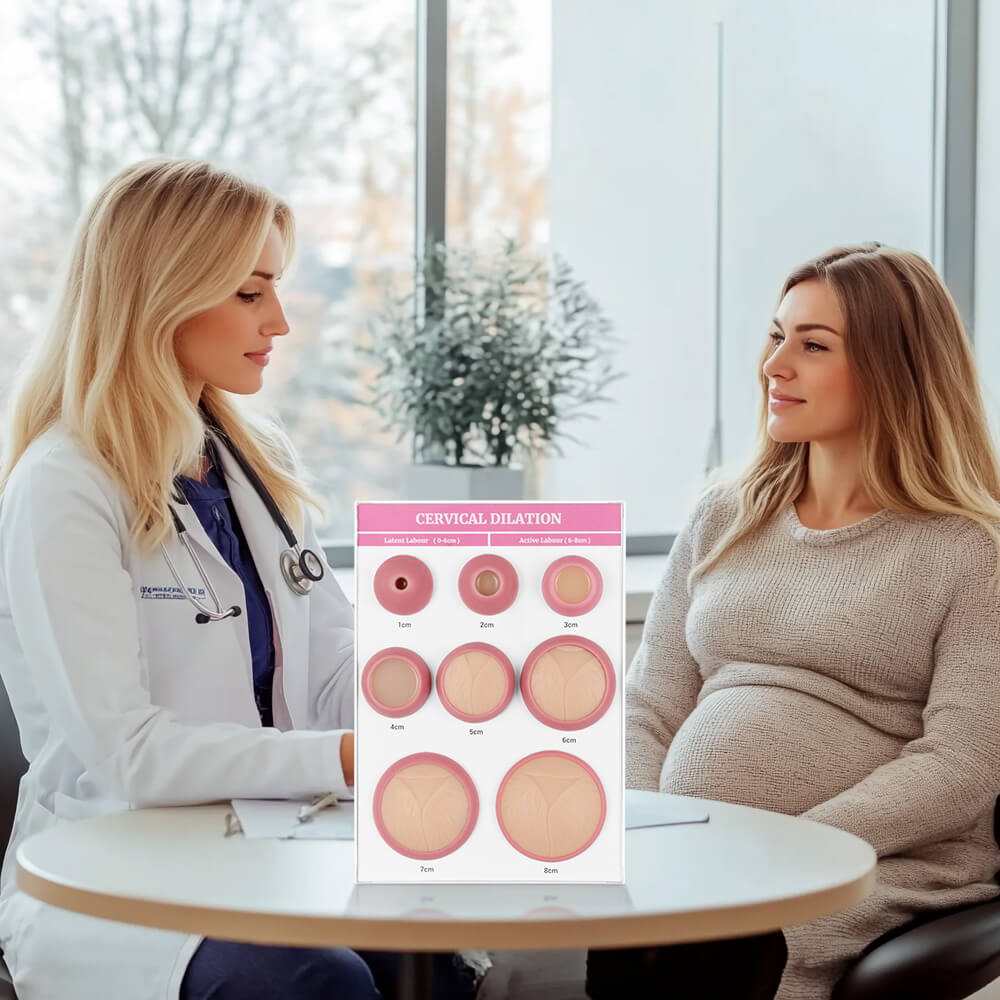 Cervical Dilation Models Set of 8 (A4 Base)
