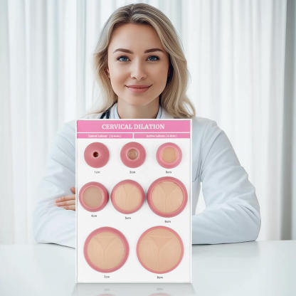 Cervical Dilation Models Set of 8 (A4 Base)