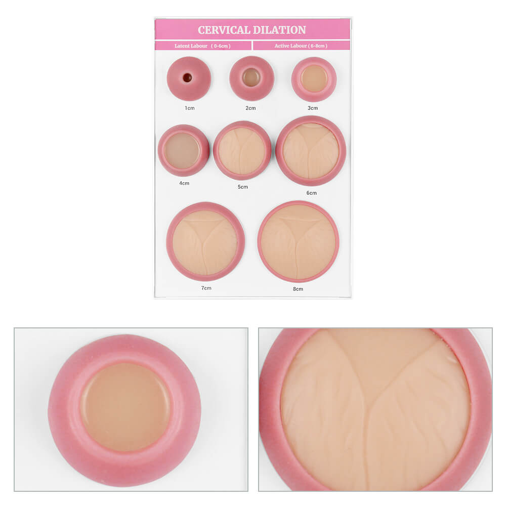 Cervical Dilation Models Set of 8 (A4 Base)