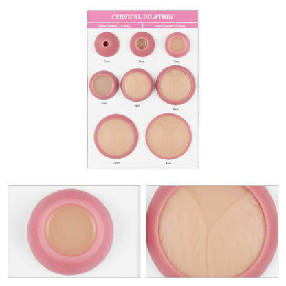 Cervical Dilation Models Set of 8 (A4 Base)
