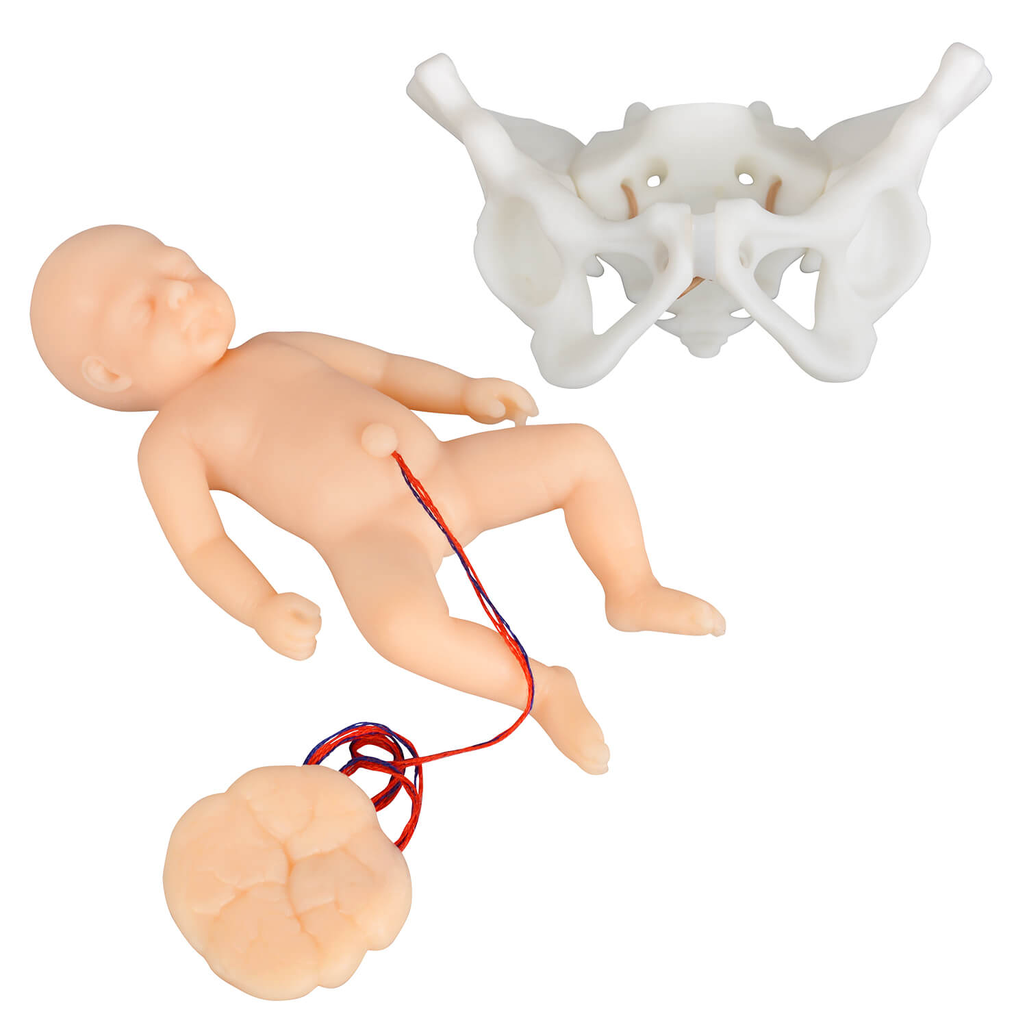 Mini Childbirth Demonstration Model with Fetal & Pelvis