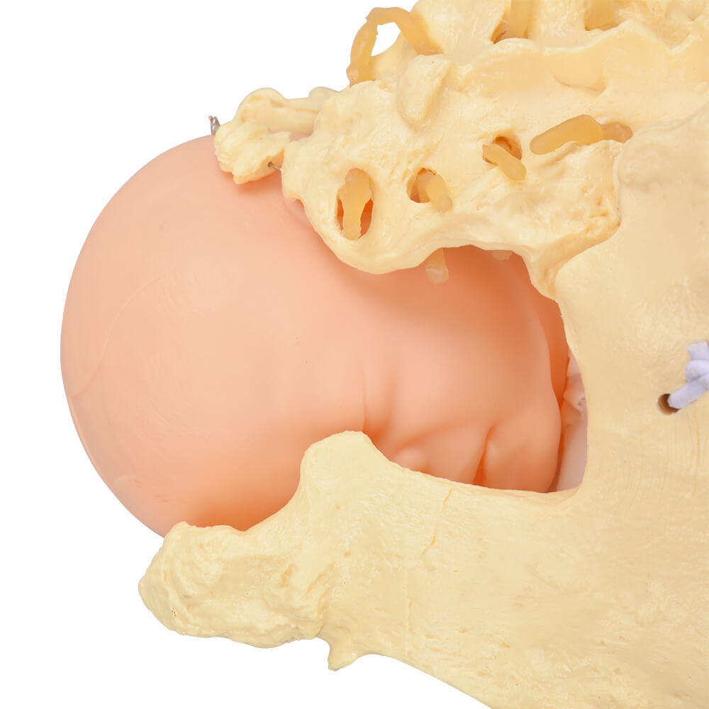 childbirth pelvis model