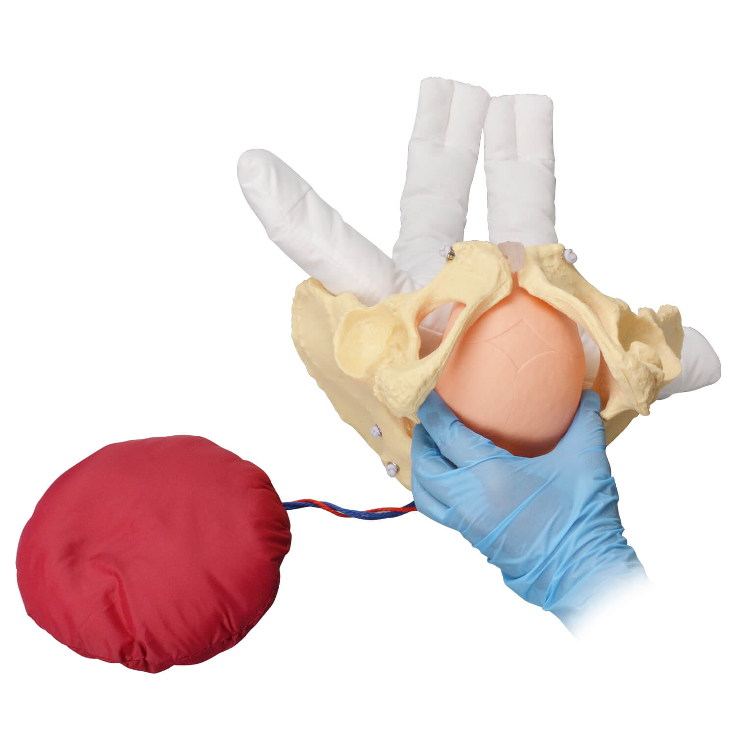 Childbirth Education Pelvis Model with Fetal Model
