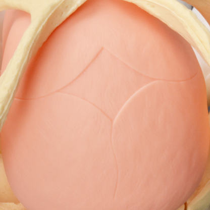 Female Pelvis Model With Fetal Model