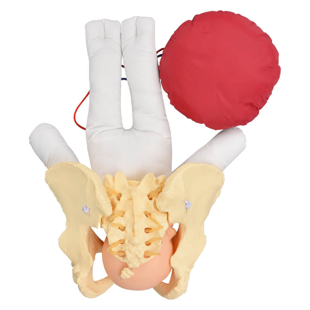 Childbirth Education Pelvis Model 