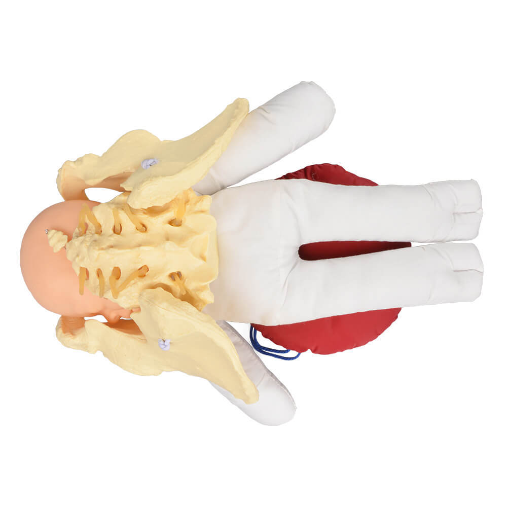 Childbirth Education Pelvis Model with Fetal Model