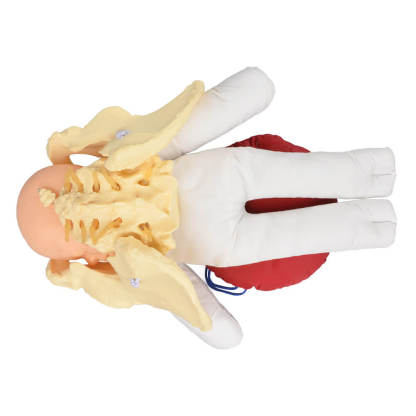 Childbirth Education Pelvis Model with Fetal Model