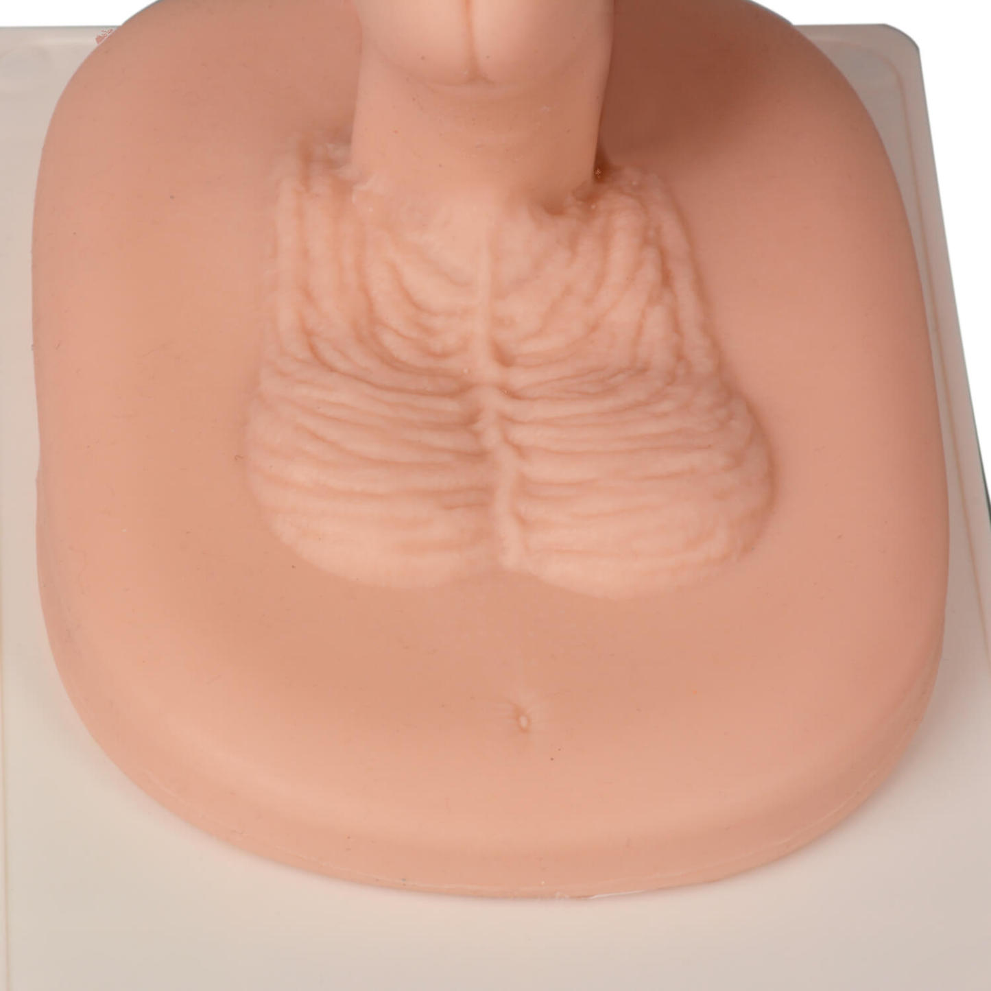 Realistic Adult Male Circumcision Trainer, Light Skin 