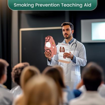 Ultrassist Cough Up Lung Model for Smoking Education