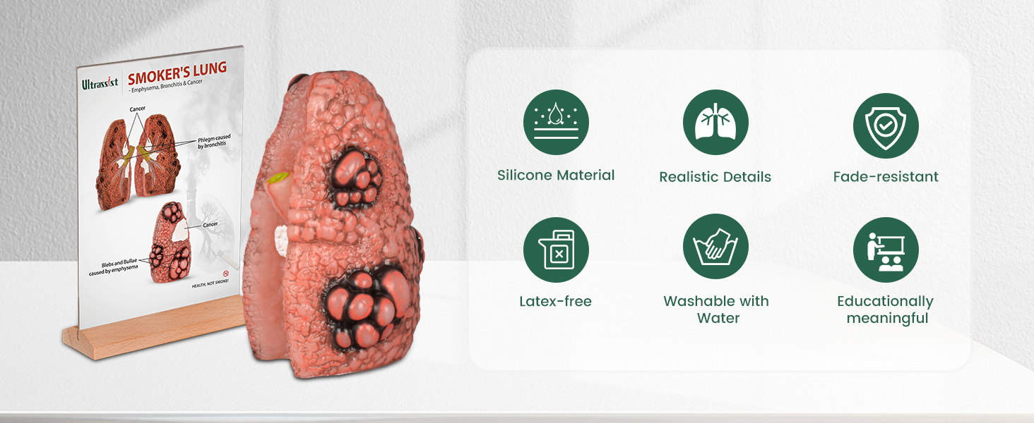 Ultrassist Cough Up Lung Model for Smoking Education and Lung Anatomy